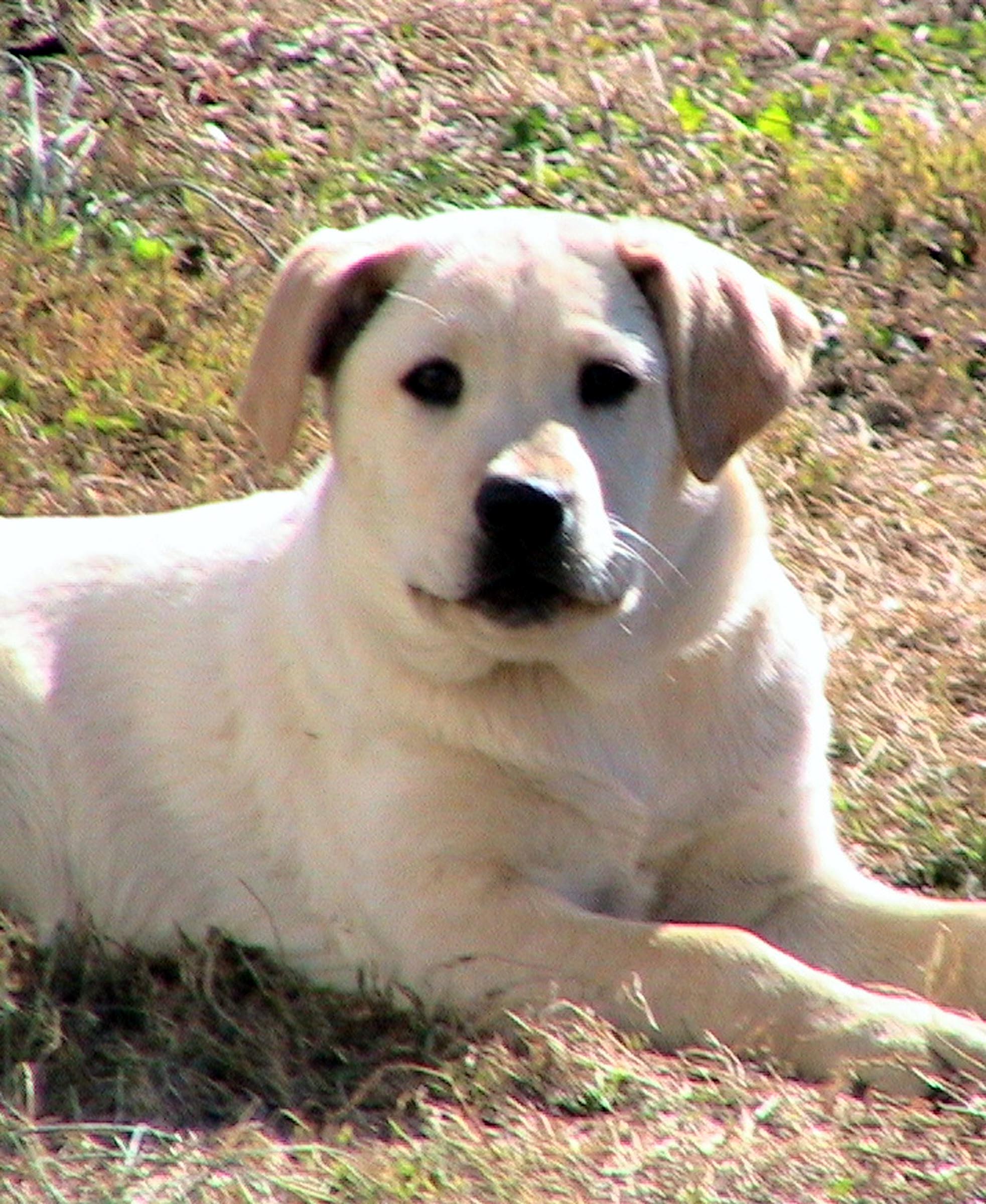 white paw puppy toy